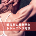 主な筋肉の部位別解剖学入門とトレーニング一覧